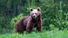 Președintele Poloniei a adoptat un urs din România