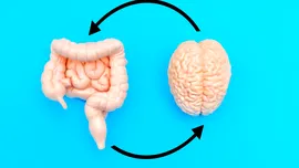 Cât de repede îți îmbătrânește creierul? Bacteriile din intestin ar putea deține răspunsul