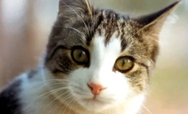 O pisica incearca sa isi resusciteze prietena lovita de masina (VIDEO)