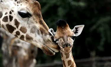 Cum păşeşte pentru prima dată un pui de girafă? (VIDEO)