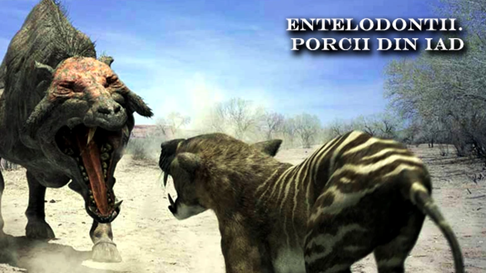 Entelodontii – Porcii din Iad