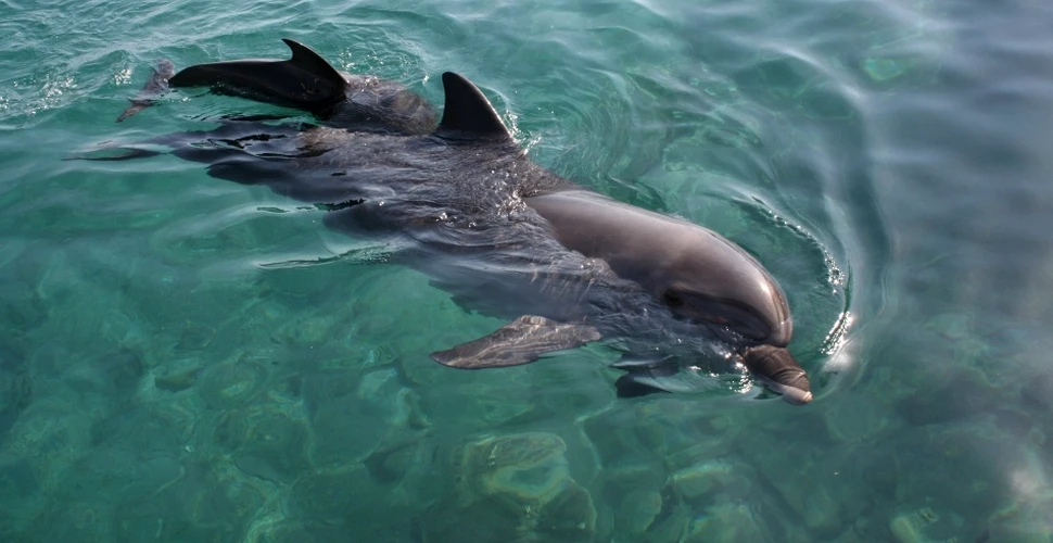 Uraganul Katrina are urmări benefice neaşteptate pentru delfini