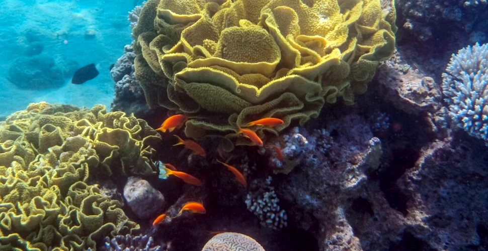 Excrementele peștilor mâncători de corali pot acționa ca „probiotice” pentru recife