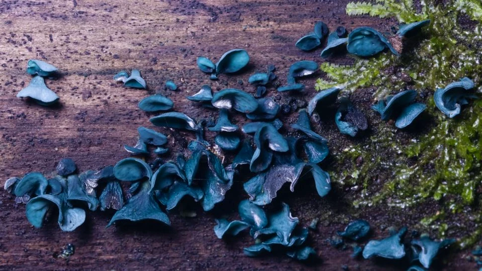 Materialele viitorului pot avea drept inspiraţie natura, dovadă un pigment din ciuperci care ar putea fi folosit ca semiconductor