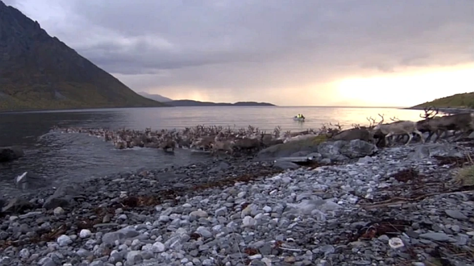 Imagini spectaculoase cu 3.000 de reni traversând un golf din Marea Norvegiei (VIDEO)