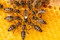 Până și albinele au sentimente. Ce se întâmplă în creierul celor mai harnice insecte?