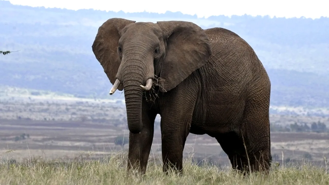 1-elefant 
