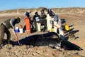 O balenă extrem de rară, descoperită moartă pe o plajă din Carolina de Nord