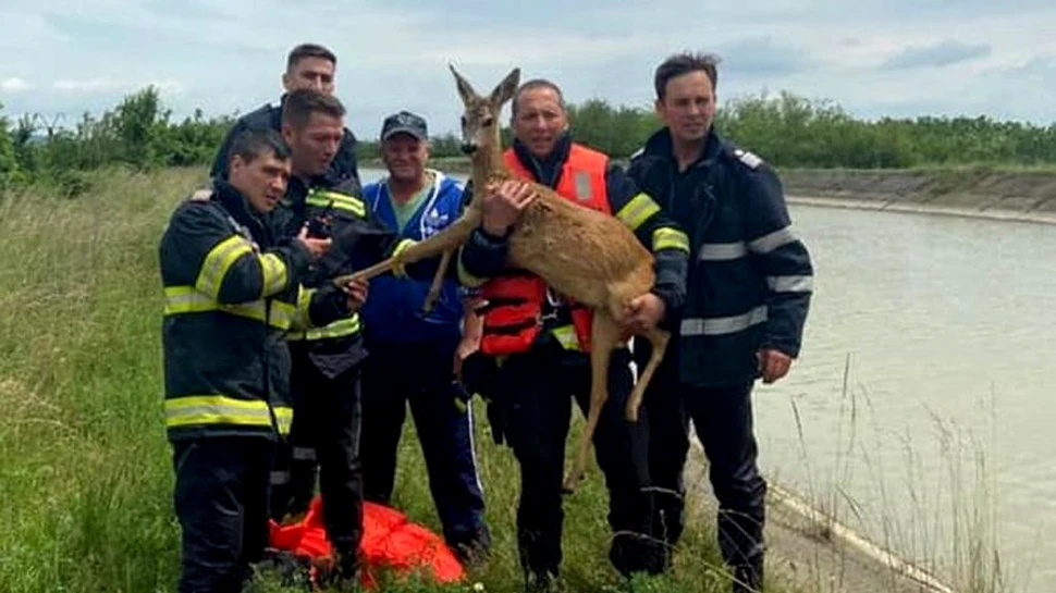 Misiune contracronometru. Căprioară căzută într-un canal de irigații, salvată de pompierii din Neamț