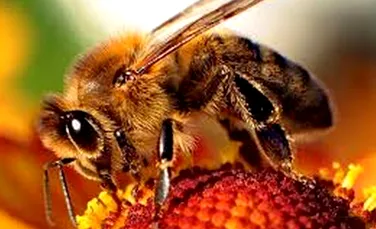 Ce înseamnă, cu adevărat, să fii o albină, insecta fără de care nu ar exista viaţă pe Pământ