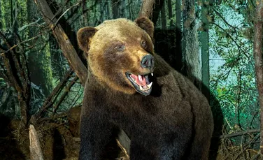 Caz misterios în Canada: Un urs împăiat, de 3,6 metri și 225 de kilograme, a dispărut fără urmă