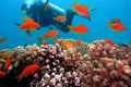 Peștii din recifele de corali, în pericol de dispariție. Dovezile descoperite în urma unui studiu