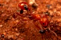 Cercetătorii au descoperit un nou comportament al furnicilor
