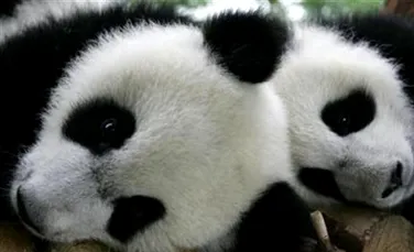 60 de ursi panda au fost salvati in urma cutremurului