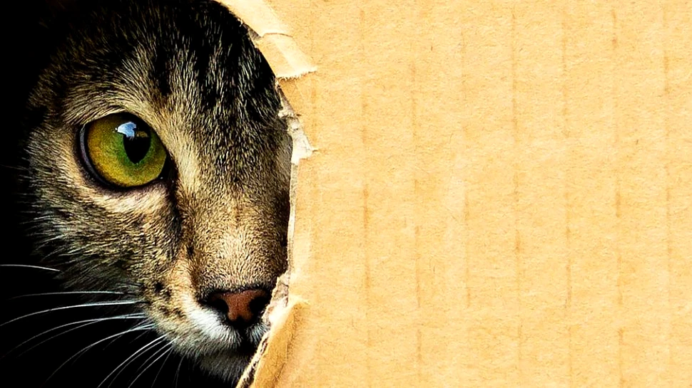 Medici: Dacă aveţi COVID-19, nu interacţionaţi cu animalele de companie. Pisicile, mai vulnerabile