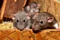 Cercetătorii au descoperit cum să controleze reacțiile șoarecilor drogați cu cocaină