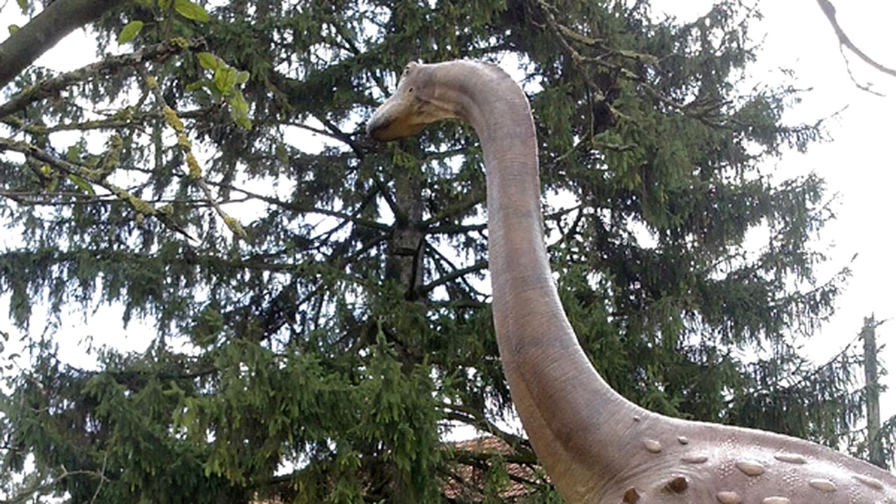 Hovawart