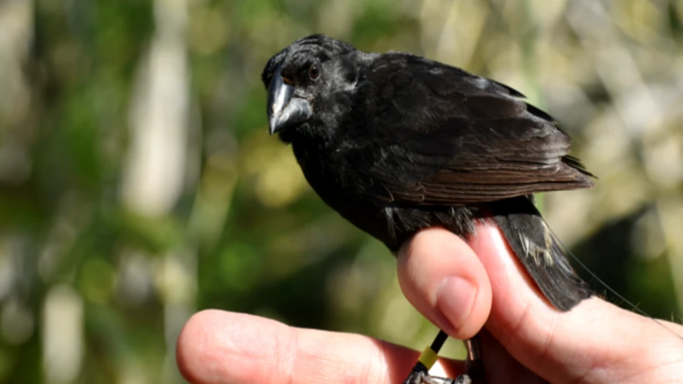 Viețile secrete ale cintezelor din Insulele Galapagos. Care sunt misterele păsărilor lui Darwin?