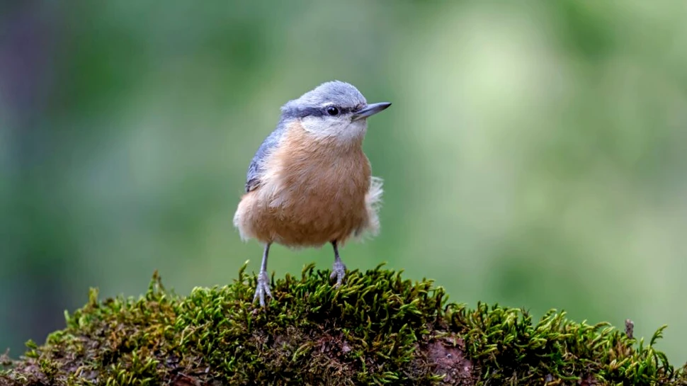 Test de cultură generală. Cum au evoluat păsările din dinozauri?