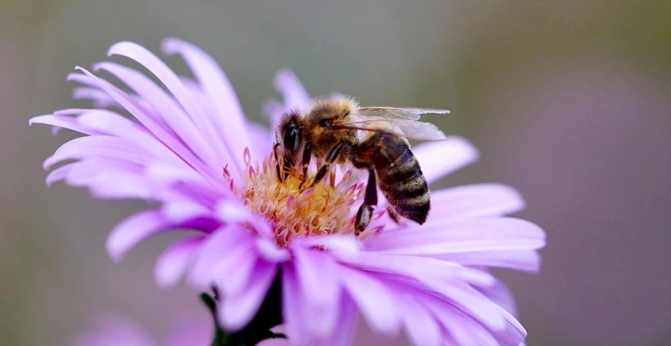 Albinele ar avea nevoie de multiple generații pentru a-și reveni de la o singură expunere la insecticide