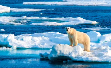 Surpriză plăcută pentru cercetători! Ce s-a întâmplat cu urșii polari dintr-un arhipelag norvegian?