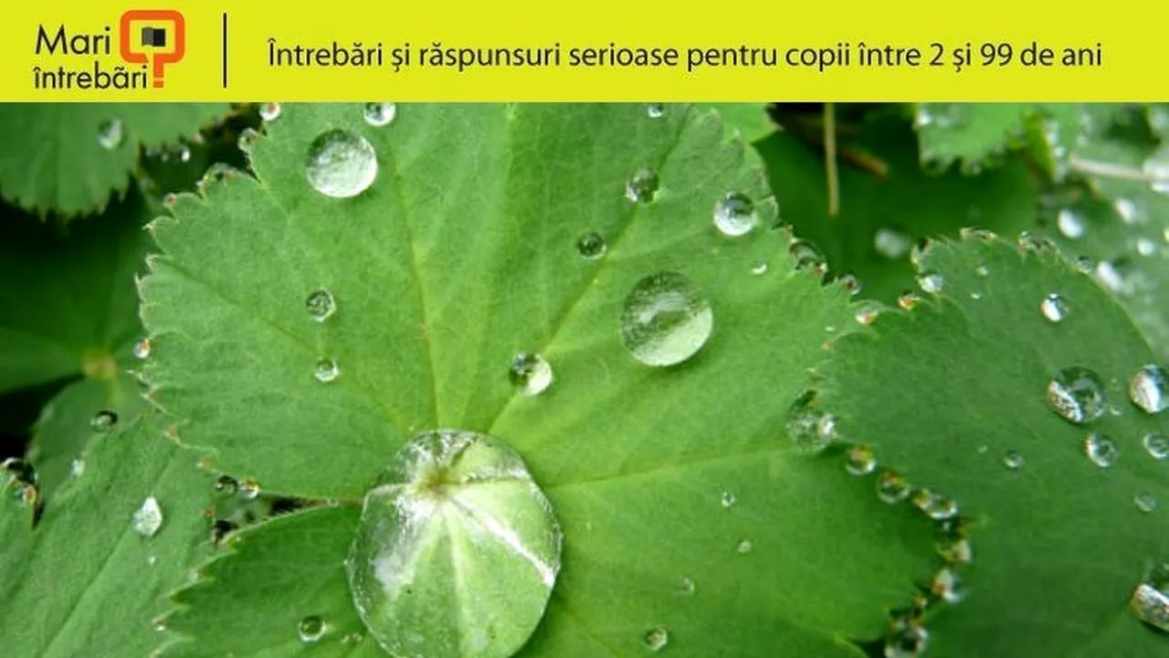 1-frunza 