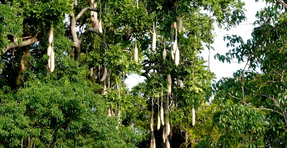 Arborele cu cârnaţi, copacul cu batiste şi alţi arbori spectaculoşi