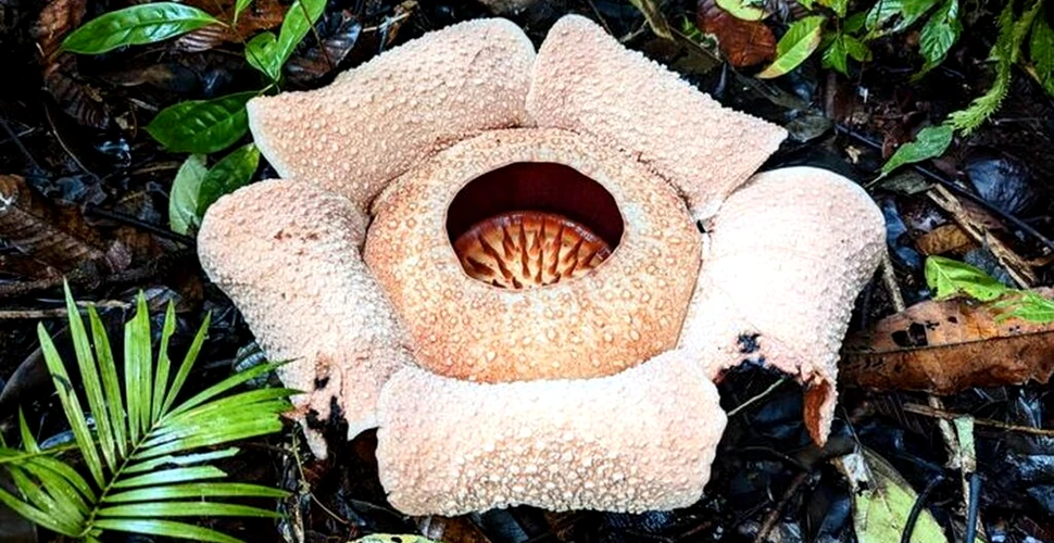 Cea mai urât mirositoare floare din lume ar putea dispărea în curând