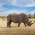 Recuperarea unor fragmente de proteine ​​vechi de 24 de milioane de ani de la animale dispărute deschide un „nou capitol” al biologiei