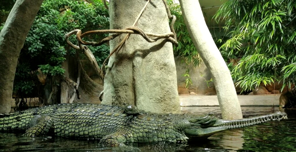 O specie dispărută de crocodil ar fi fost decapitată în ritualuri
