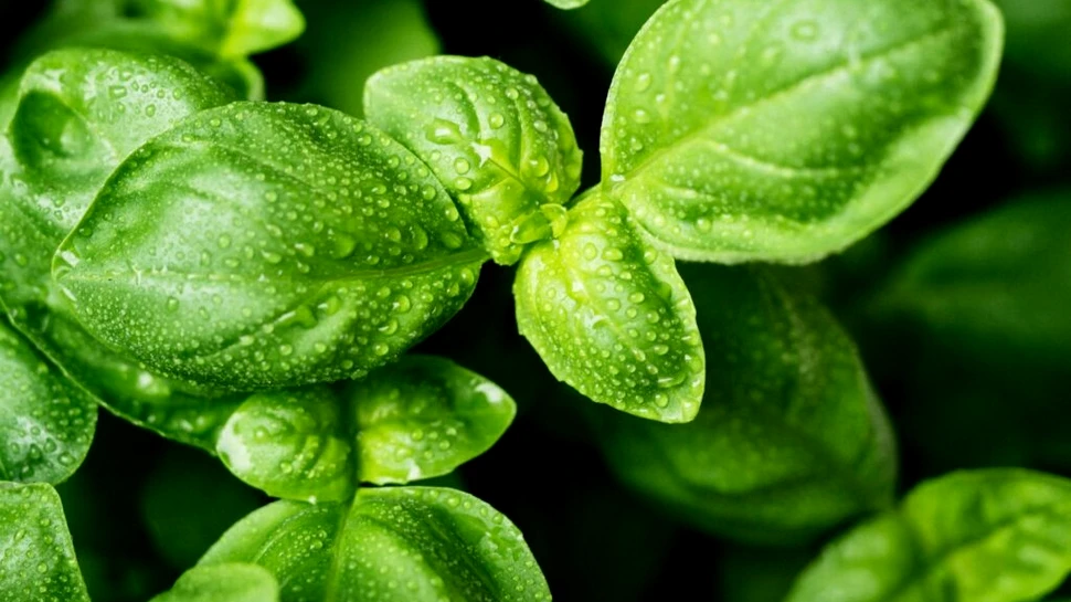 Descifrarea fotosintezei ar putea duce la noi moduri de a obține energie regenerabilă