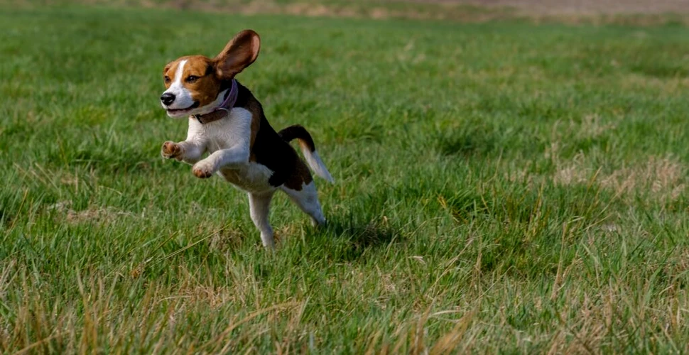 4.000 de câini beagle salvați de o asociație din SUA sunt oferiți spre adopție