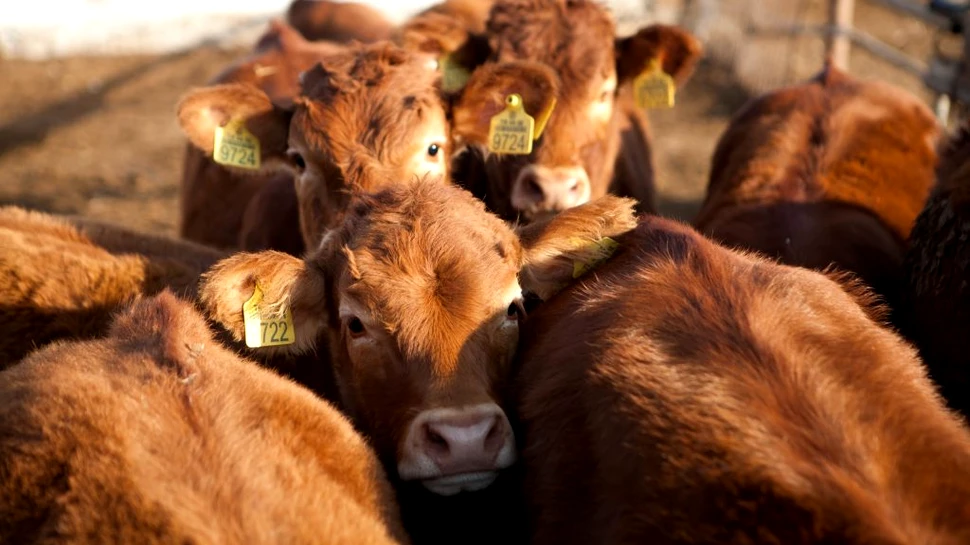 20 de companii de carne și lactate emit mai multe gaze cu efect de seră decât Germania, Marea Britanie sau Franța
