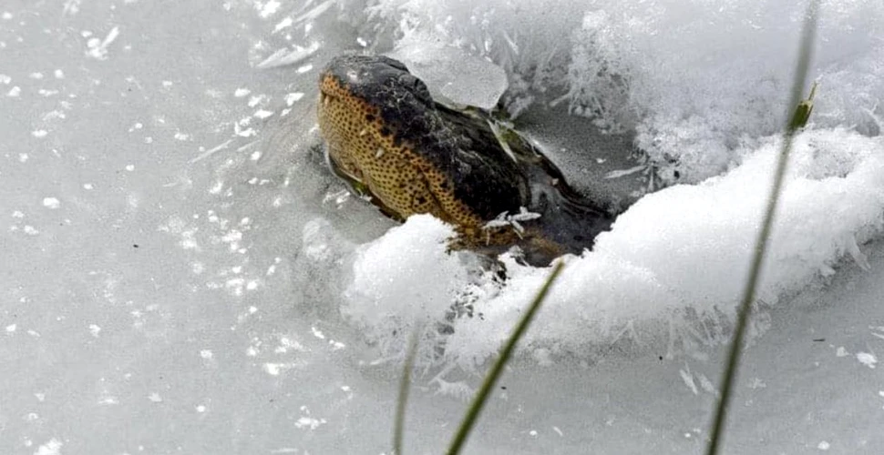Aligatorii dintr-un stat american s-au transformat în „înghețată pe băț” din cauza valului de frig