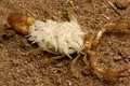 Două noi specii de scorpion, descrise de elevii de liceu dintr-un stat american