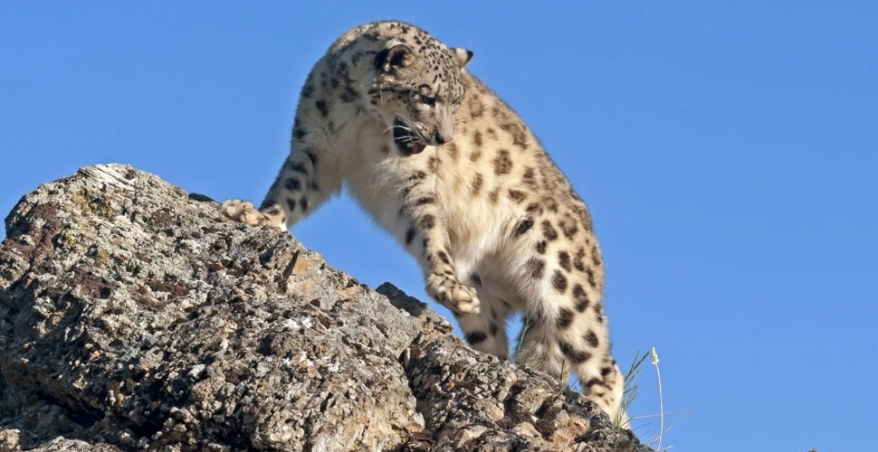 Leopardul zăpezilor – prinţul înălţimilor