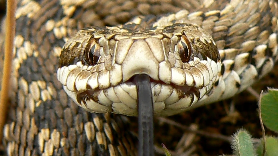 Vipera de stepă moldavă: cine este misteriosul şarpe care trăieşte doar în România ?