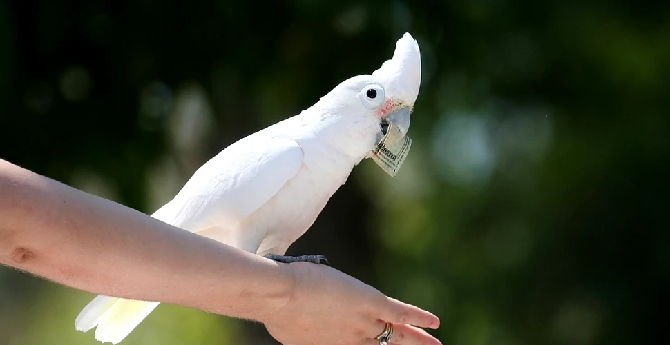 Inteligenţa păsărilor ne uimeşte din nou: papagalii pot fi „spărgători profesionişti” (VIDEO)