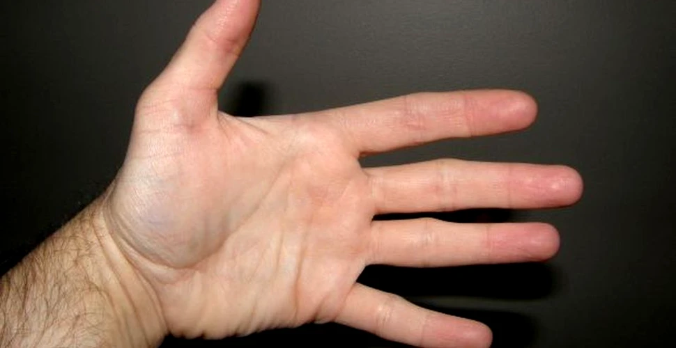 Există, într-adevăr, o legătură între dimensiunea palmelor şi cea a penisului? – VIDEO