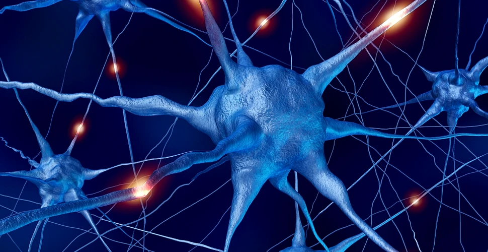 Un neurobiolog român vrea să genereze un cortex cerebral uman în laborator – FOTO