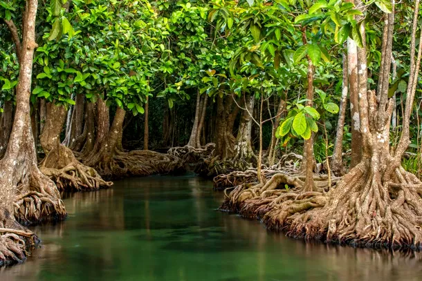 padure de mangrove