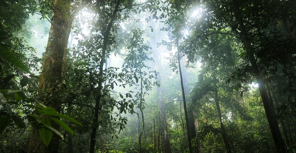 Cel mai înalt arbore tropical din lume este mai mare decât un teren de fotbal. Ce dificultăţi poate întâmpina acesta – VIDEO