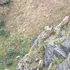 Imagini cu o capră neagră care îi învață pe iezi cum să se cațăre în Parcul Național Munții Rodnei