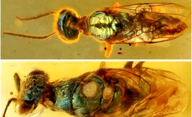 Culorile insectelor vechi de milioane de ani conservate în chihlimbar 