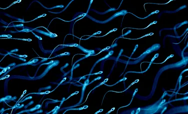 Țesutul testicular congelat timp de 20 de ani poate produce în continuare spermă. Ce arată un nou studiu? 