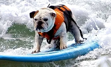Tillman, câinele celebru care făcea skateboard şi surfing, a murit – VIDEO