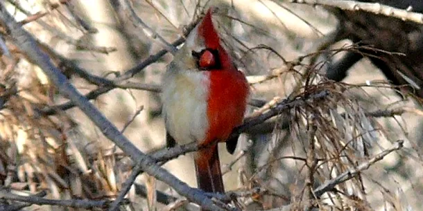 Un exemplu de ginandromorfism la o pasăre cardinal