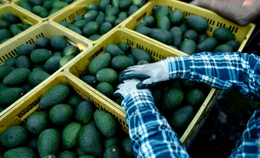 Jaf la drumul mare… de avocado! S-a întâmplat pe o autostradă din Mexic
