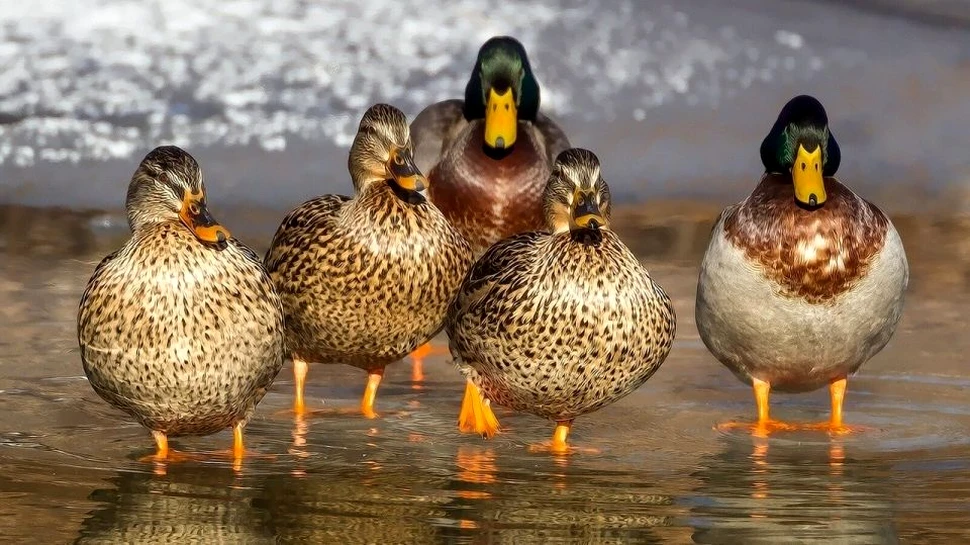 Expert: China nu va trimite raţe pentru a lupta cu invazia de lăcuste din Pakistan