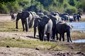 Declinul populațiilor de animale sălbatice, aproape de un punct fără întoarcere